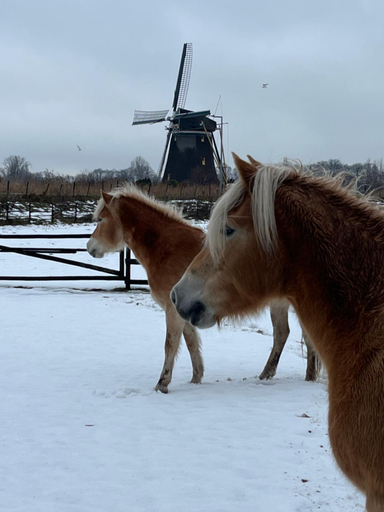 View 4, Chalet aan de Rotte, Rotterdam