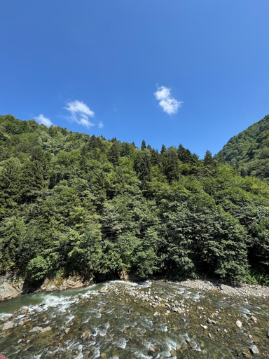 Others 5, Pine Suit, Çamlıhemşin