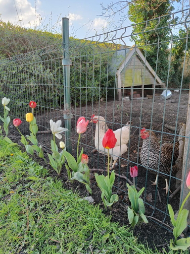Others 5, B&B Maison Lize, Oost-Vlaanderen