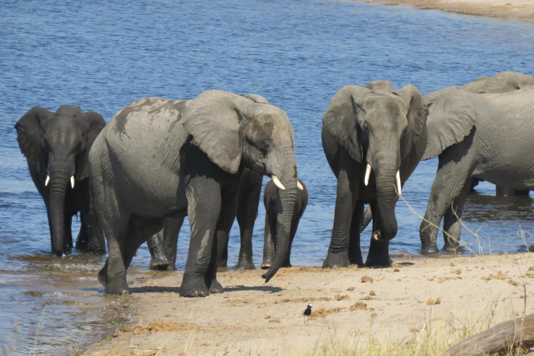 Others 2, Kazondwe Camp and Lodge, Linyandi