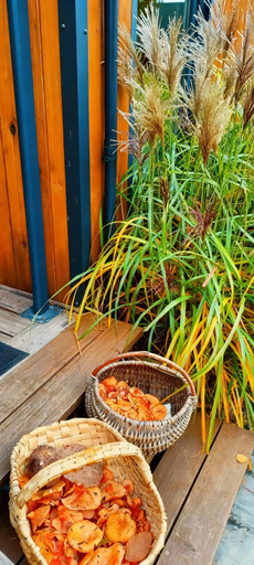 Food & Drinks, Domki u Losia Bieszczady & Sauna, Lesko