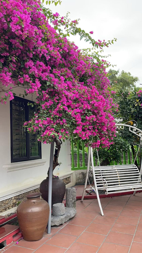 Others 5, Nha Xanh Homestay, Ninh Bình