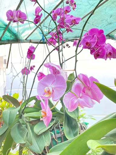 Others 2, Homestay canthoriver, Bình Thủy