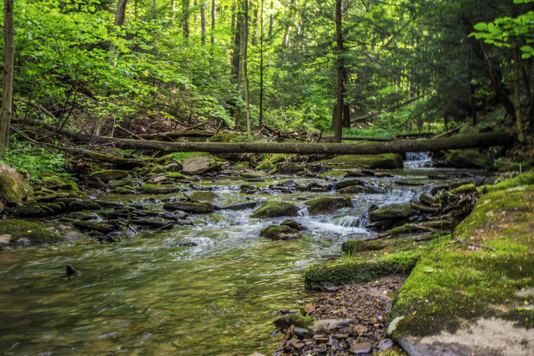Others, Bearbnb by Taylor Made Deep Creek, Garrett