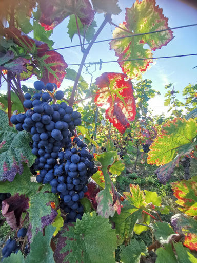 Food & Drinks 4, Das Landhotel Weingut Gernert, Südliche Weinstraße