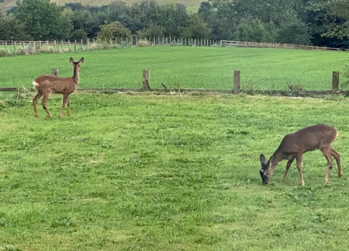 View from property 2, Mobility-friendly Cabin in Hexham, Northumberland