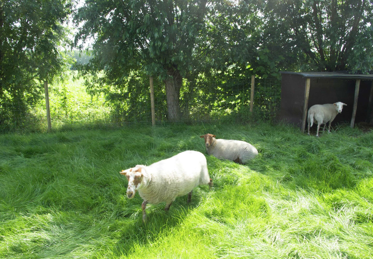 Others 5, Holiday Home Near Bruges and Cadzand, Oost-Vlaanderen