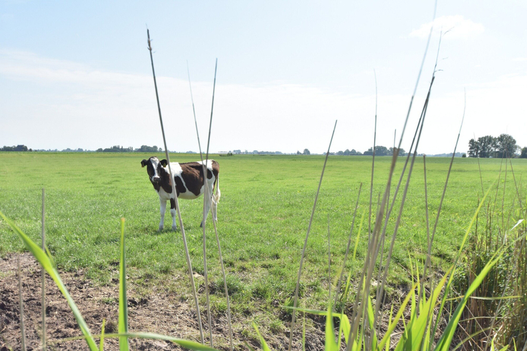 Others 2, Farm Located in a Beautiful Area of Friesland, Franekeradeel