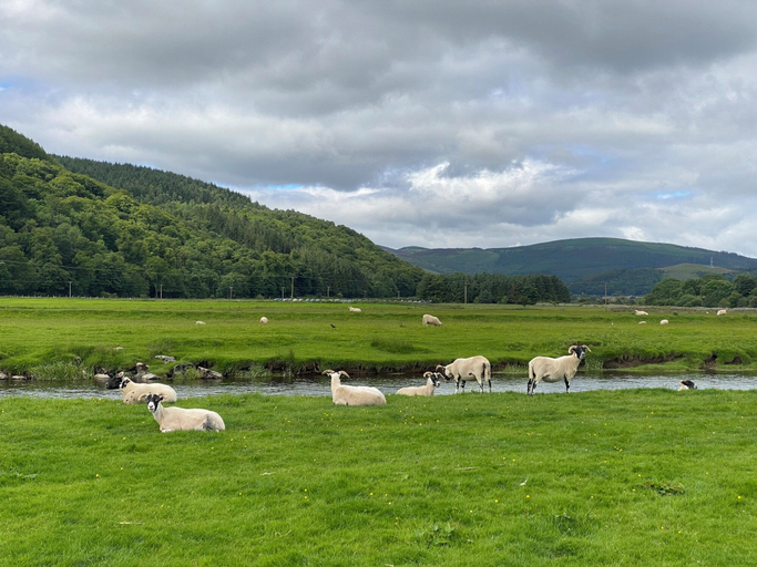 Miscellaneous 2, Windlestraw Guesthouse, Scottish Borders