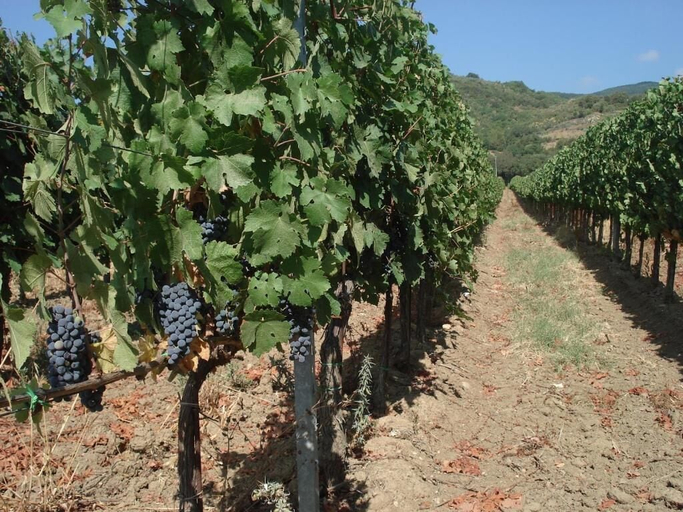 Vineyard 2, Agriturismo La Fontanella & Glamping, Livorno