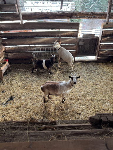 Miscellaneous 3, Nakiska Bear Ranch, Thompson-Nicola