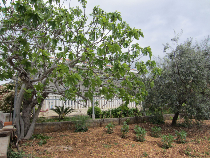 Garden, House Vesnad, Seget