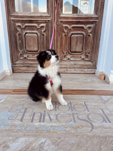 Pet-friendly, Hotel Universal, Livorno