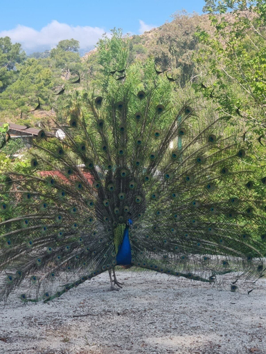 Miscellaneous, ŞAHMERAN PANSİON, Kemer