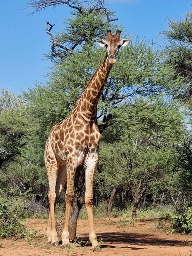 Game viewing 5, Phakela Private Lodge, Waterberg