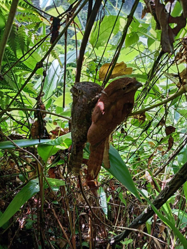 Others 4, Sinharaja Riverside, Kotapola
