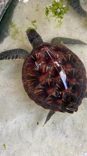 3, The Lagoons Turtle Resort, Kaskazini 'A'