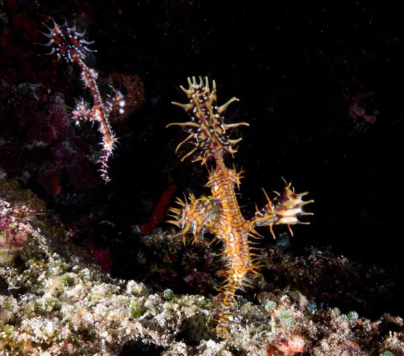 Others 5, Island Scuba