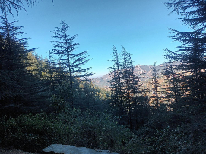 Others 2, Him Aaranya Homestay Shimla, Shimla