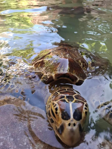 Surrounding environment, The Lagoons Turtle Resort, Kaskazini 'A'