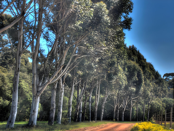 Others 4, Harmony Forest, Augusta-Margaret River