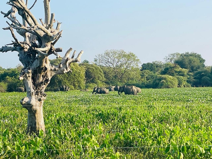 Surrounding environment 4, Bundala Forest Resort, Thissamaharama
