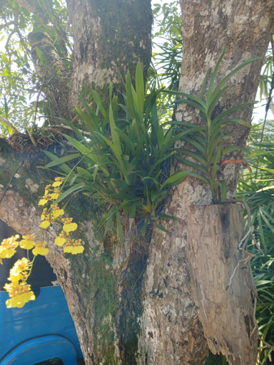 Others 5, Summer Heritage Villa, Habaraduwa