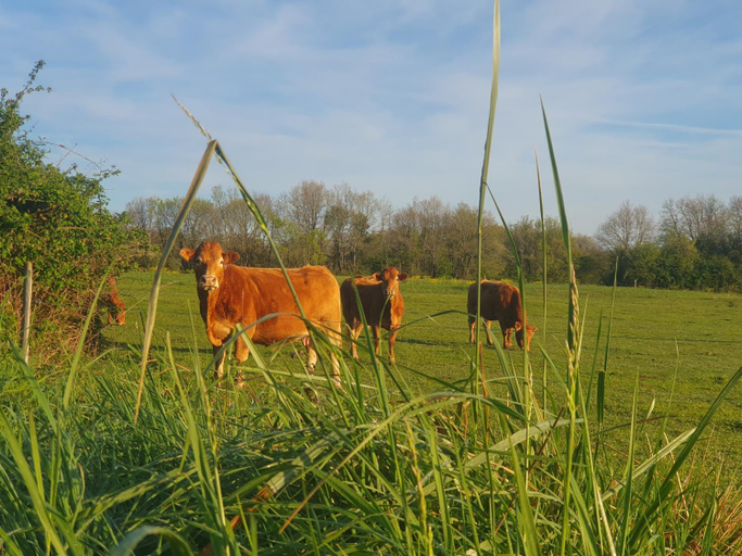 Others 5, Chambre d'hotes Le Luquet, Charente