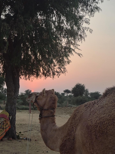 Others 5, raju shing desert safari, Bikaner