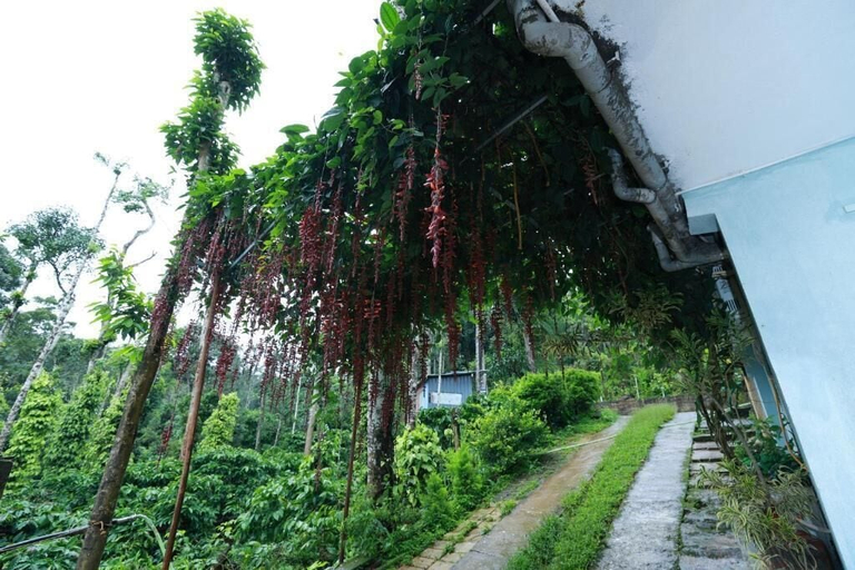 Property grounds 2, COORG SANA RIVERSIDE, Kodagu