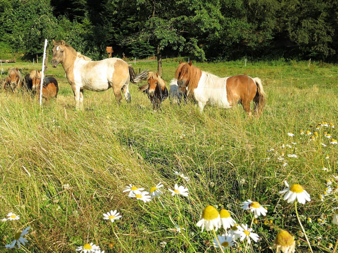 Others 5, Holiday farm situated next to the Kellerwald-Edersee national park with a sunbathing lawn, Waldeck-Frankenberg
