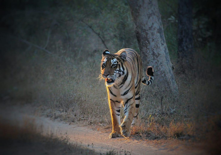 Others 4, Pugmark Resort, Mandla