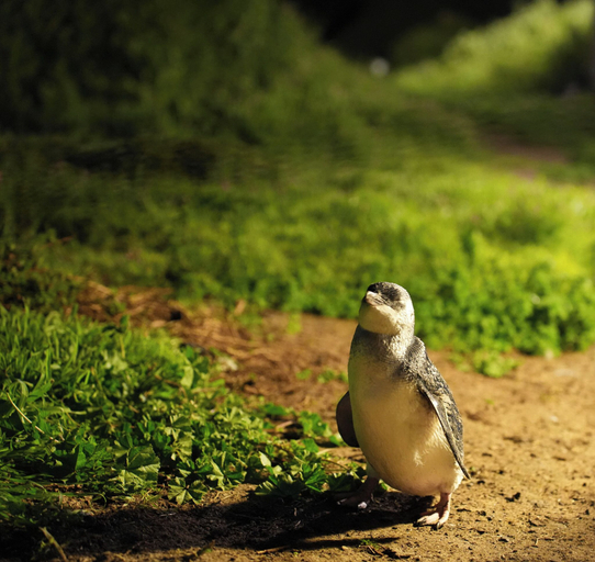 Others 5, Pelicans Motel San Remo, Bass Coast Bal