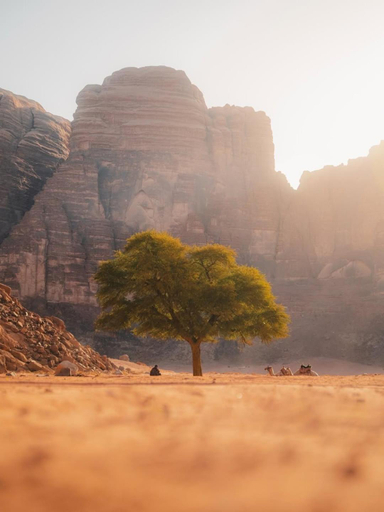 Others 5, Wadi Rum Moon Light, Quaira