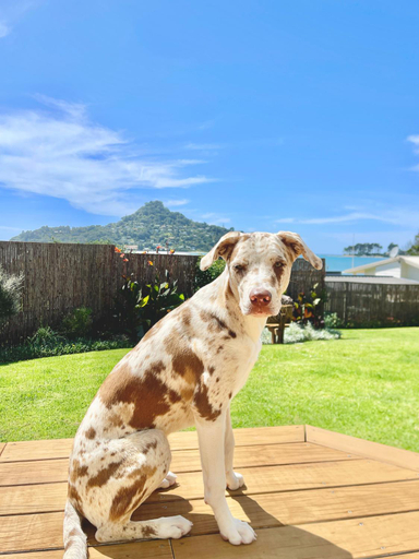 Others 4, Seaview Lodge, Thames-Coromandel