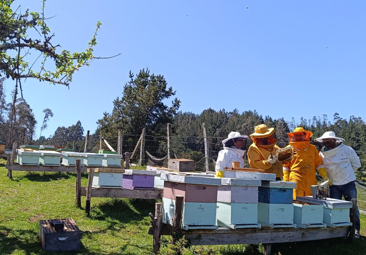 Others 2, Cabanas Isla Del rey, Valdivia