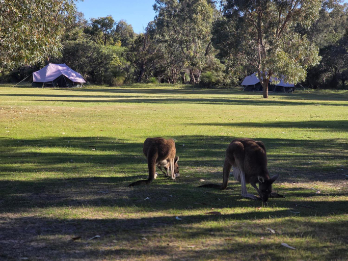 Others 2, Wilderstay Glamping - Yanchep National Park, Wanneroo