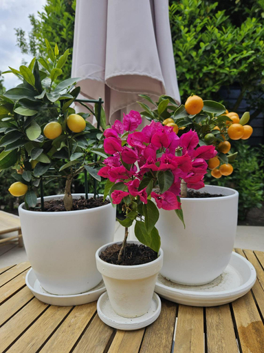 Others 4, Bed and Breakfast Bij ons in het bos, Bergen op Zoom