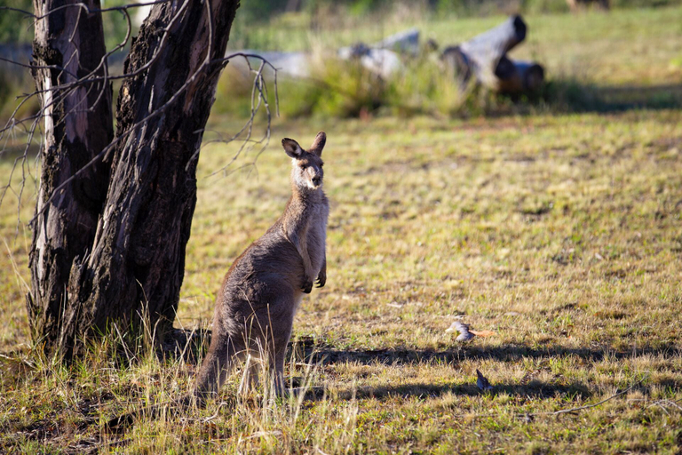 Property grounds 4, Bathurst Goldfields Resort, Bathurst Regional - Pt A