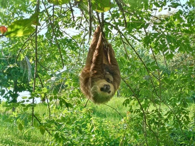 Game viewing, Jungle Paunch Cabins, Bocas del Toro