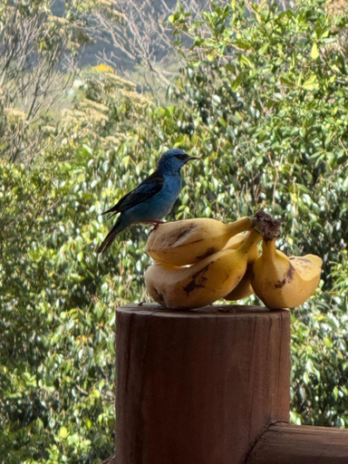 Others 4, Casa Passarinho - Vale do Capao, Palmeiras