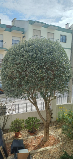 Garden 4, Flamingo's Bay, Seixal