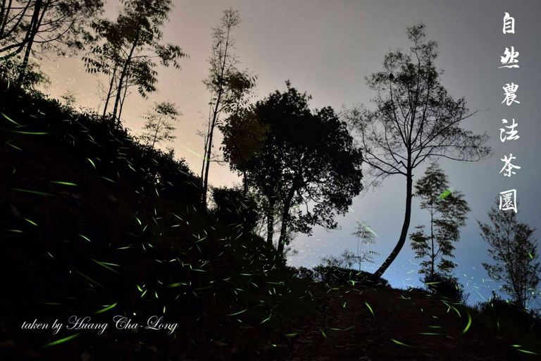 Others 4, Jinguang Homestay, Chiayi County