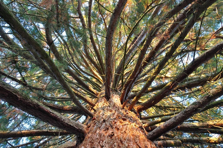 Others 3, La Villa Sequoia, Aube