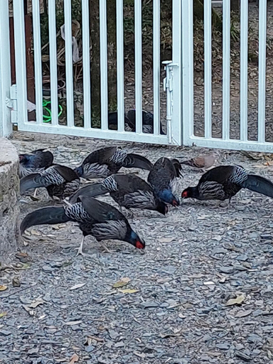 Others 4, DALHOUSIE HERITAGE COTTAGE, Nainital