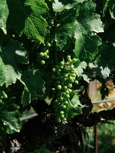 Others 5, Le Petit Pali St Helena, Napa