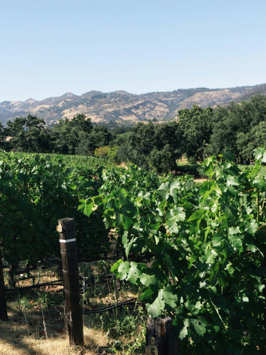 Others 4, Le Petit Pali St Helena, Napa