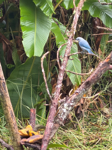 Food & Drinks 4, ecopolis hospedaje birding, Dagua
