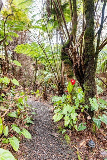 Others 5, Hale Kumu La'au- A'a, Hawaii