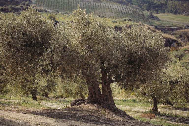 Exterior 2, Mandranova Farm, Agrigento